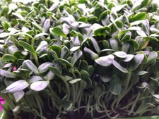 Sunflower shoots microgreens for sale  SPALDING