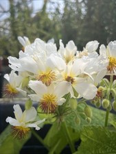 Sparmannia africana african for sale  HELSTON