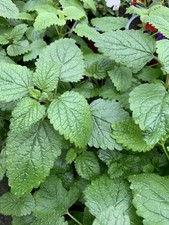 Zitronenmelisse frische kräut gebraucht kaufen  Leipzig