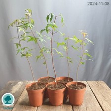 Acer palmatum japanese usato  Merate
