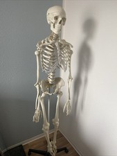Menschliches skelett anatomie gebraucht kaufen  Rostock