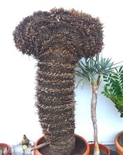 Cycas revoluta donna usato  Napoli