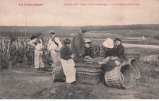 Champagne travail vigne d'occasion  France
