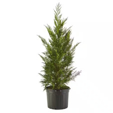 leylandii cypress for sale leylandii cypress for sale Barrington
