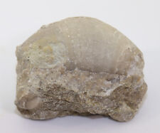Nautiloid ncoceras silur gebraucht kaufen  Weeze