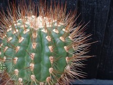 Matucana spec hybrid for sale  DERBY