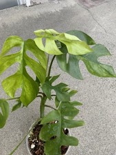 potting mix for sale potting mix for sale Alhambra