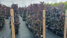 Purple beech instant for sale  ORMSKIRK
