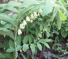 Wild true solomon for sale  Grundy