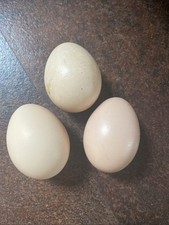 Silkie pekin bantam for sale  WIMBORNE