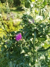 Mariendistel heilpflanze pflan gebraucht kaufen  Langenleuba-Niederhain