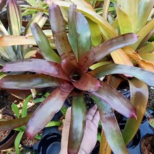 Buy save bromeliad for sale  Miami
