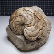 2,5 kg Aturia sp. Lote de fósseis de amonita Nautilus moluscos comprar usado  Enviando para Brazil