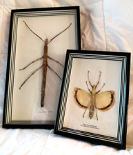 Framed real taxidermy for sale  Manchester Township