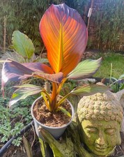 Ensete maurelli rote gebraucht kaufen  Duisburg