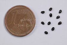 Saguaro carnegiea gigantea usato Saguaro carnegiea gigantea usato  Torino