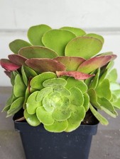 Rossets roses aeonium for sale  San Francisco