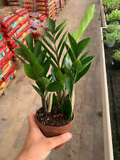 Zamioculcas zamiifolia vaso usato  Reggio Emilia