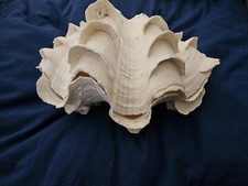 Antique tridacna squamosa for sale  Saint Augustine