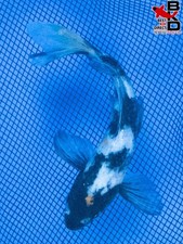 Butterfly showa live for sale  Claudville