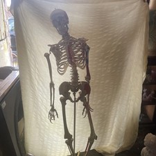Vintage human skeleton for sale  LIVERPOOL