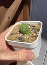Extremley rare larryleachia for sale  Citrus Heights