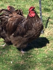 Chocolate orpington. starter for sale  PLYMOUTH