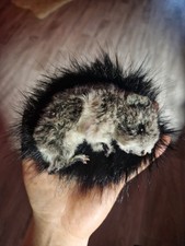Tierpräparat taxidermy ausges gebraucht kaufen  Oschersleben (Bode)