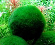 Cladophora boules anti d'occasion  Krautergersheim