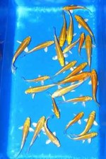 Yamabuki ogon koi for sale  USA