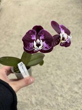 Phalaenopsis red plum for sale  SHREWSBURY