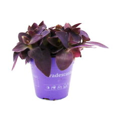 Dreimasterblume tradescantia p gebraucht kaufen  Zweibrücken