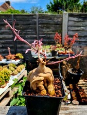 Monadenium montanum var. for sale  CLACTON-ON-SEA