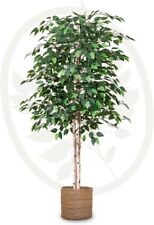 Artificial ficus tree for sale  SALFORD