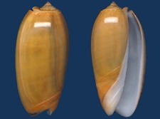 Concha Oliva vidua aurata Seashell comprar usado  Enviando para Brazil