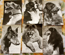 Foto ddr hund gebraucht kaufen  Neugersdorf
