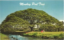 Hawaii hawaiian monkey for sale  Lakewood