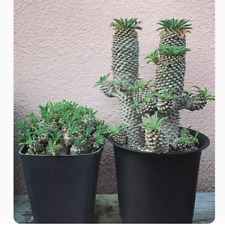 Succulent plant euphorbia for sale  Shipping to United Kingdom