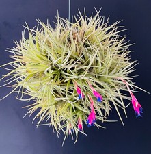 Boule tillandsia aerenthos d'occasion  Aire-sur-l'Adour