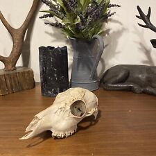 Roe deer skull for sale  HOLMROOK