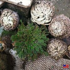 Resurrection plant rose for sale  USA