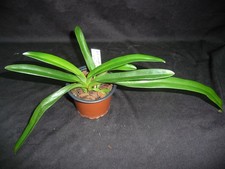 Paphiopedilum sanderianum lady gebraucht kaufen  Deutschland