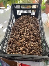 500 bulbi zafferano usato  Montesano sulla Marcellana