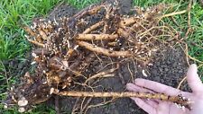 Hop rhizomes cascade for sale  Merced