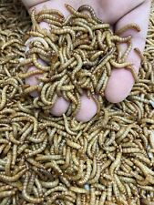 Live mealworms reptile for sale  USA