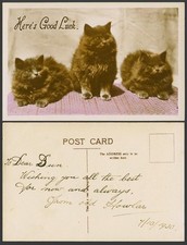 3 cat old for sale 3 cat old for sale UK