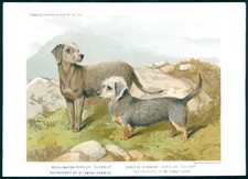 1881 antique chromolithograph for sale  ASHFORD
