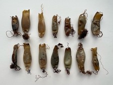 Mermaids purse dried for sale  TAUNTON