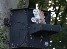 Barn owl nest for sale  GLOUCESTER