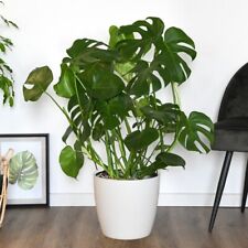 Monstera deliciosa hydro for sale  IPSWICH